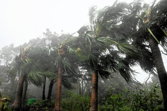東京都八丈町でヤシの木が強い風で揺れている様子