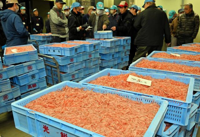 駿河湾でとれたサクラエビ