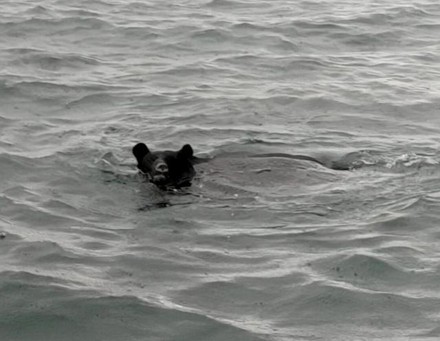 海を泳ぐクマ