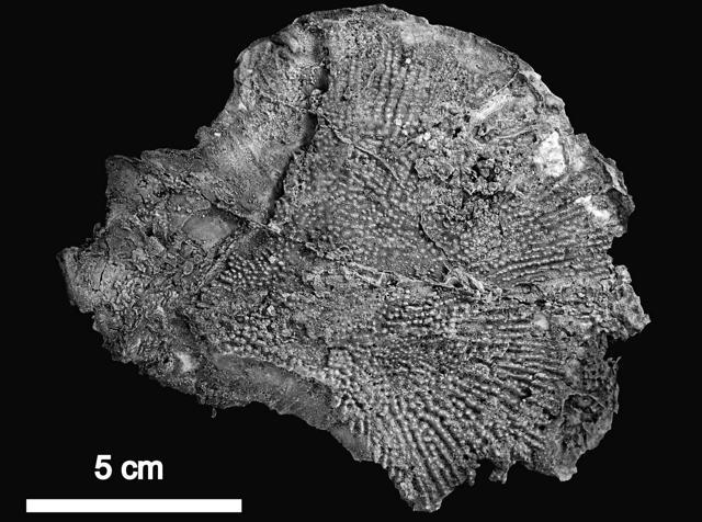チョウザメの化石