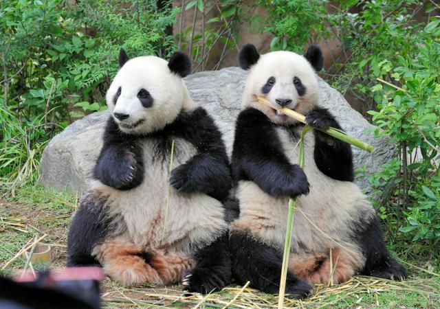 上野動物園で飼育されているシャオシャオとレイレイ