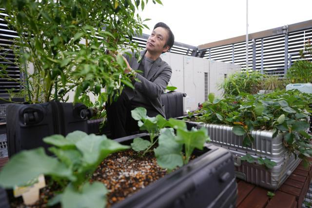 「庭のホテル」の屋上菜園で放置されたスーツケースで育ったピーマンを見つめる総支配人の海老沼悟さん