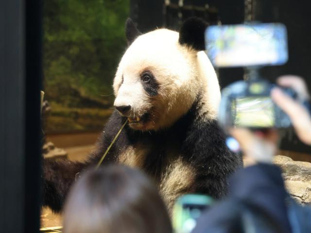 中国への返すことが決まったメスのジャイアントパンダのレイレイ