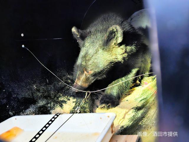 山形県酒田市の寺の床下に入り、5日後に捕獲されたクマ。山に放たれたが、10月、秋田県横手市で駆除された