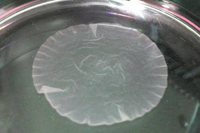 大阪大発ベンチャーのクオリプスがiPS細胞からつくった心筋シート