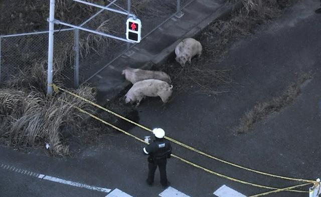 道路上に逃げた豚を警察官が警戒していた