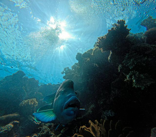 オーストラリアのグレートバリアリーフの海を泳ぐ魚。こうした沿岸の生態系と違って、公海では保護も調査も進んでいない