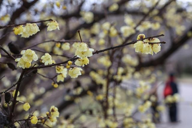 見頃を迎え、甘い香りをただよわせるロウバイ。ソシンロウバイは花の中心まで黄色い