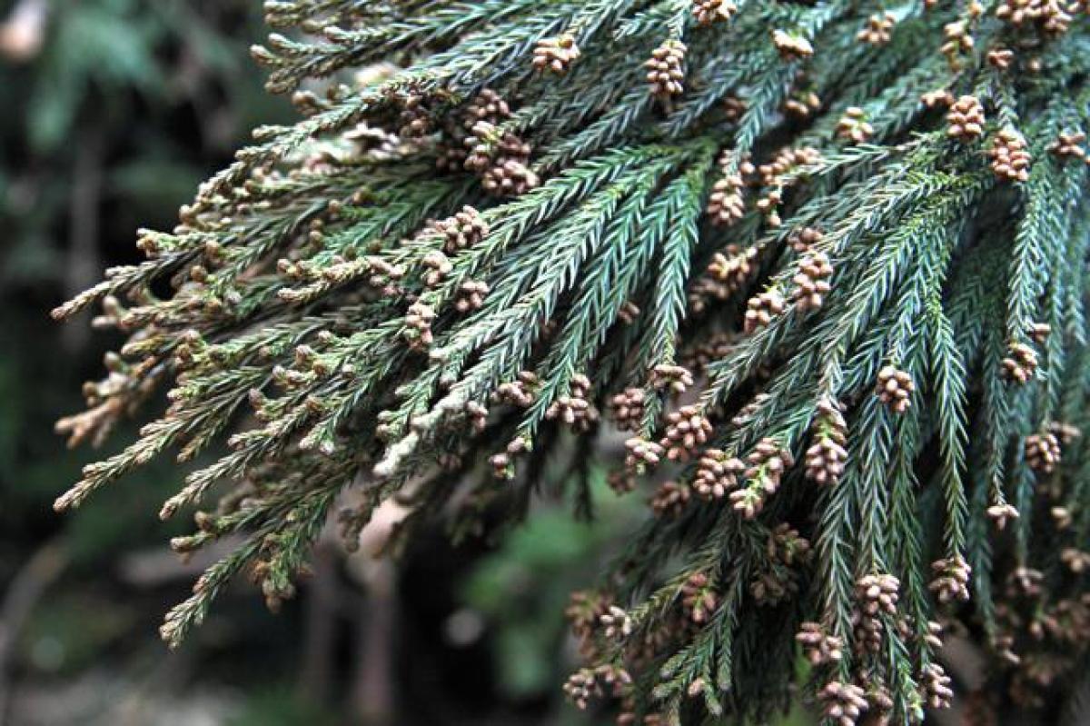 花粉が詰まったスギの雄花