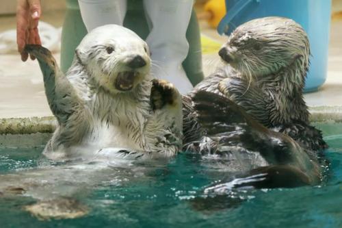 画像：鳥羽水族館のラッコたち