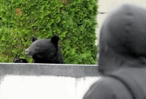住宅街に出たクマの様子