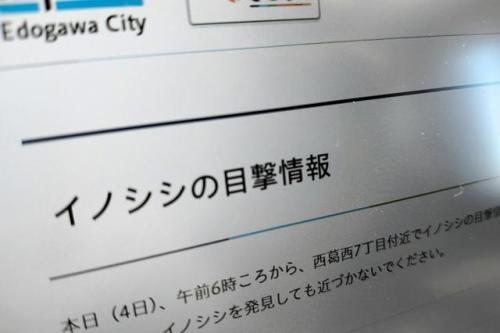 江戸川区のウェブサイトの「イノシシの目撃情報」のページ