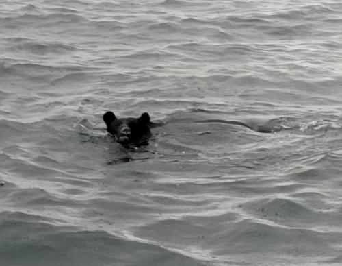 海を泳ぐクマ