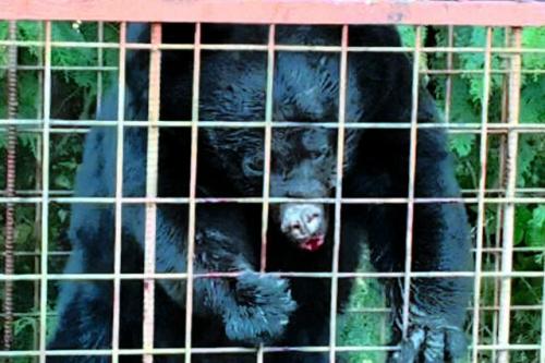 宮城県七ケ宿町で捕獲されたクマ