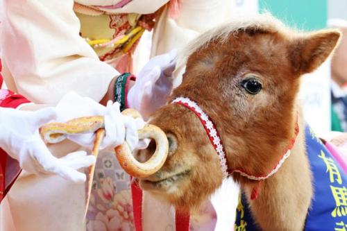 今年の干支（えと）の「ヘビ」と来年の「ウマ」にちなみ、対面したコーンスネークの「ベーコン」とポニーの「ふじこ」