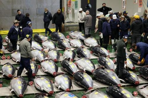 初セリ開始前、並んだマグロの状態を確かめる仲卸人ら