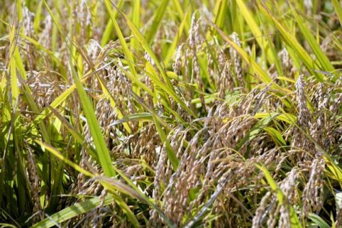 たわわに実った稲穂