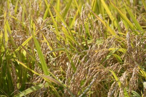 たわわに実った稲穂