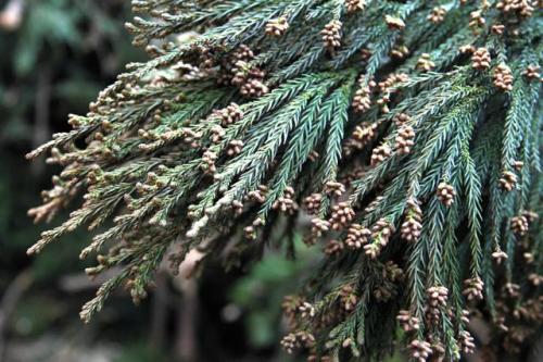 花粉が詰まったスギの雄花