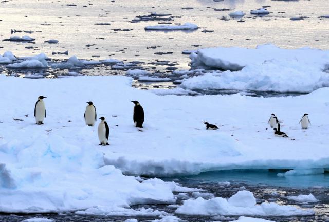 南極観測船「しらせ」が流氷域に入ると、コウテイペンギン（左）やアデリーペンギンたちが見えた